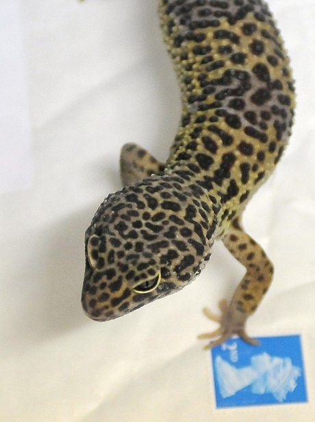 Sahara the Gecko