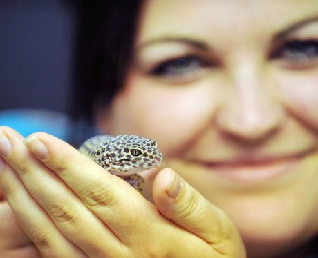 Sahara the Gecko
