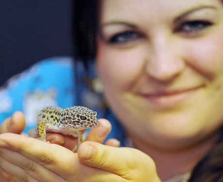 Sahara the Gecko