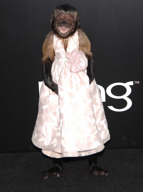 the hangover 2 premiere