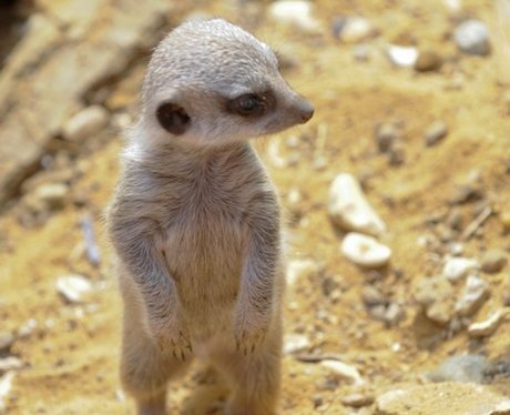 Meer-kittens make their first appearance at wildli