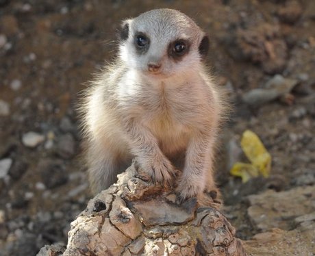 Meer-kittens make their first appearance at wildli