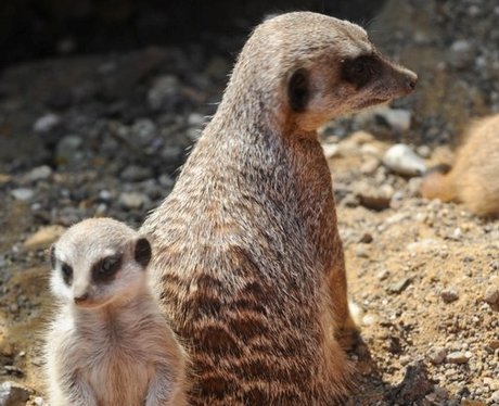 Meer-kittens make their first appearance at wildli