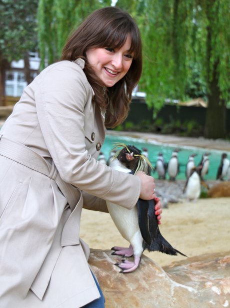 ZSL London Zoo open Penguin Beach - London Zoo's Penguin Beach - Heart