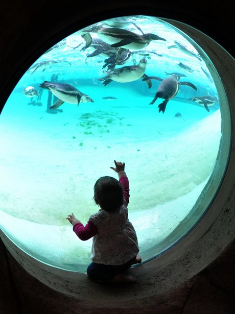 ZSL London Zoo open Penguin Beach - London Zoo's Penguin Beach - Heart