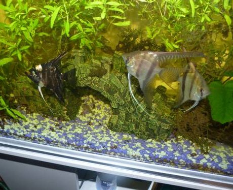 One lucky fish competition