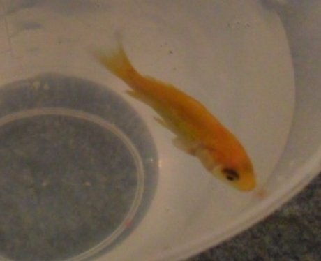 One lucky fish competition