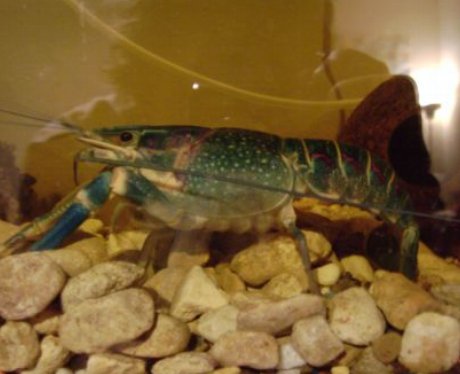 One lucky fish competition