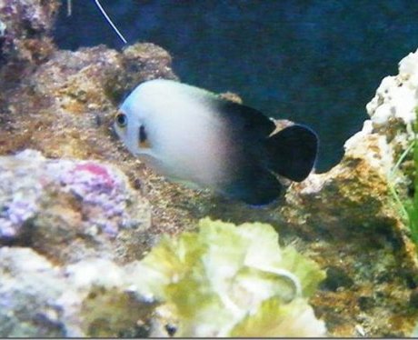 One lucky fish competition