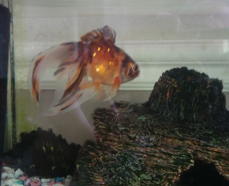 One lucky fish competition