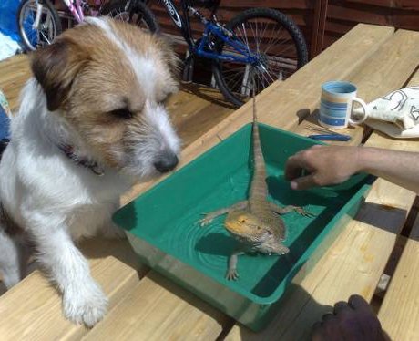 One lucky fish competition