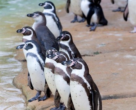 ZSL London Zoo open Penguin Beach - London Zoo's Penguin Beach - Heart