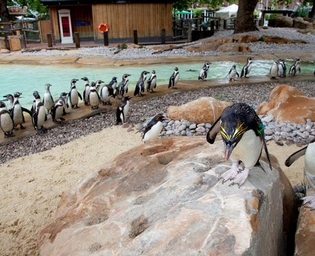 ZSL London Zoo open Penguin Beach - London Zoo's Penguin Beach - Heart
