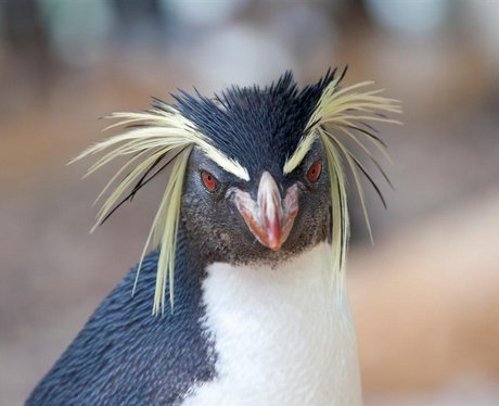 ZSL London Zoo open Penguin Beach - London Zoo's Penguin Beach - Heart