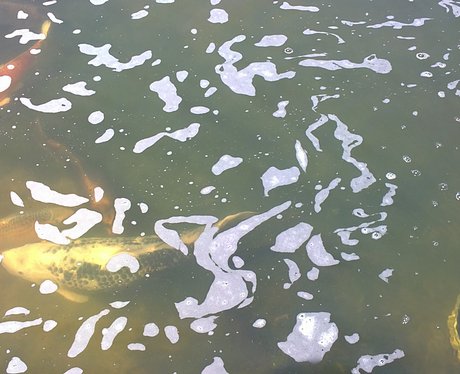 Getting closer - some big fish but still no reptiles.