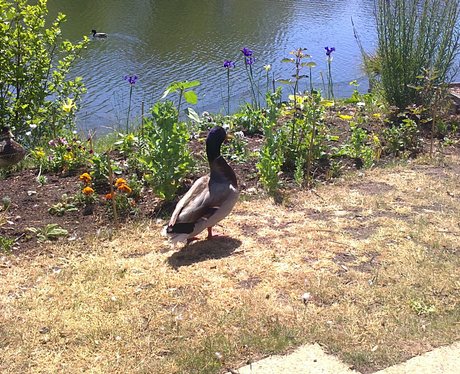 No alligators here, but there is a duck that doesn't look very dangerous.