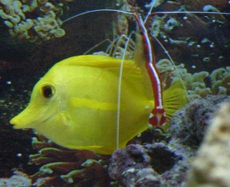 One lucky fish comptition