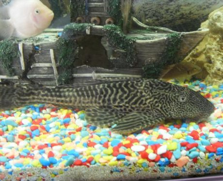 One lucky fish comptition