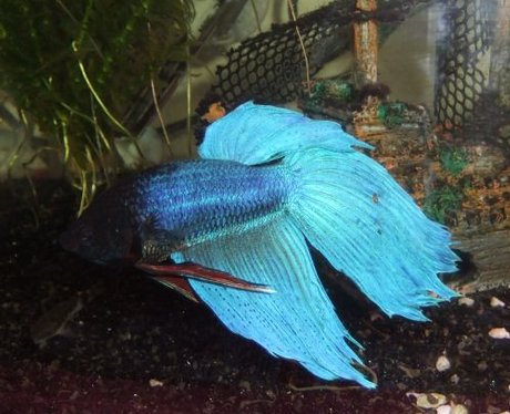 One lucky fish comptition