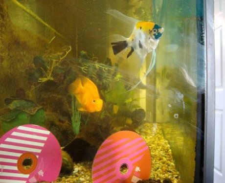 One lucky fish comptition