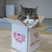 Image 5: cat in a box
