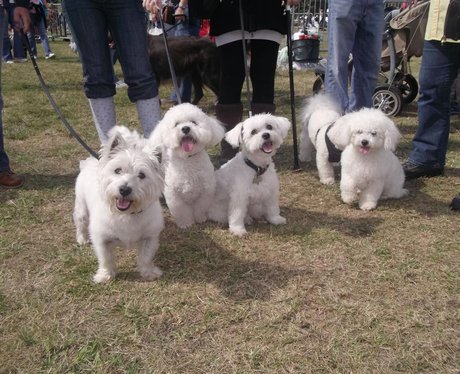 Essex Dog Day