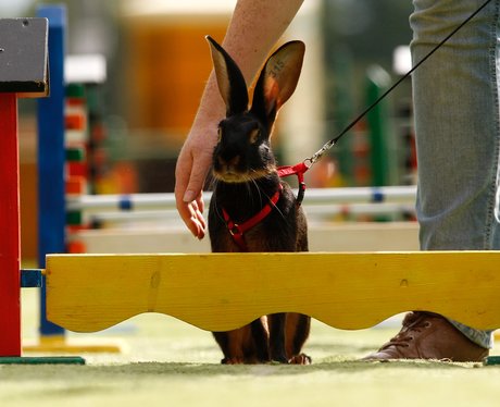Rabbit Hopping