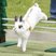 Image 6: Rabbit Hopping