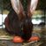 Image 10: Rabbit Hopping