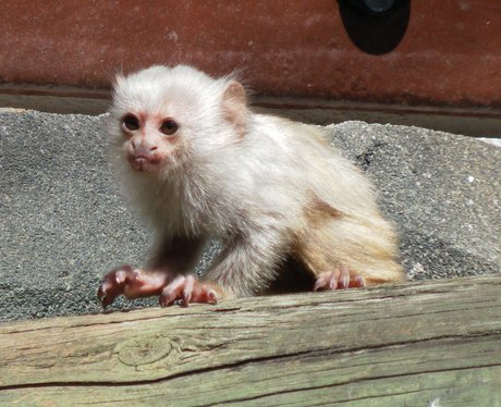 Picture: Colchester Zoo