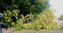 Wind. Tree down. Windy. Trumpington Road.