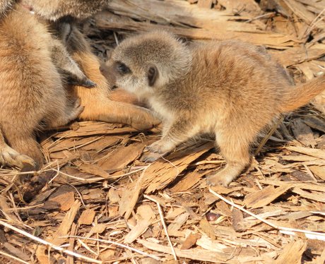 Meerkats