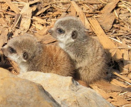 Meerkats