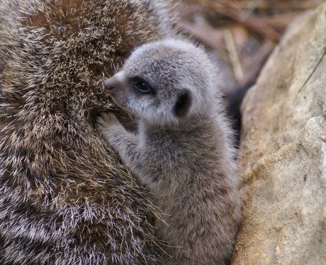 Meerkats
