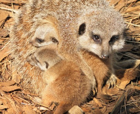 Meerkats