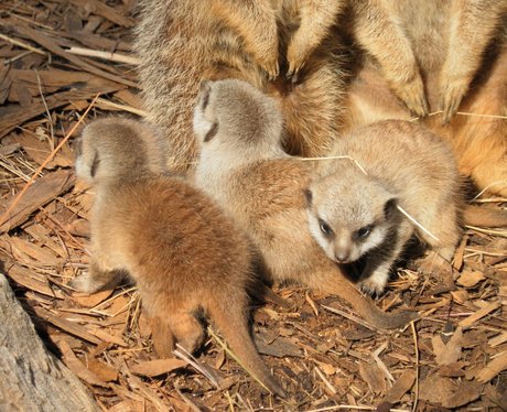 Meerkats