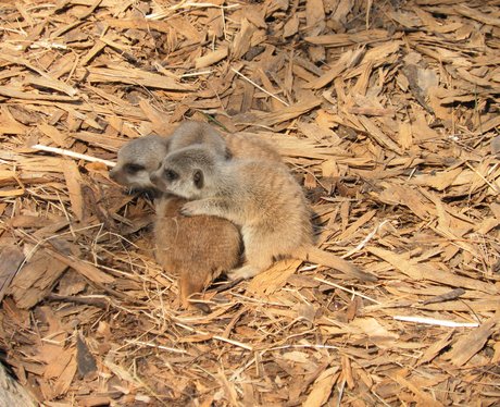 Meerkats