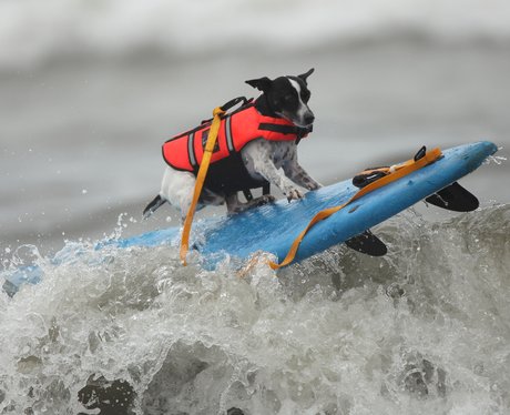 surfing dogs