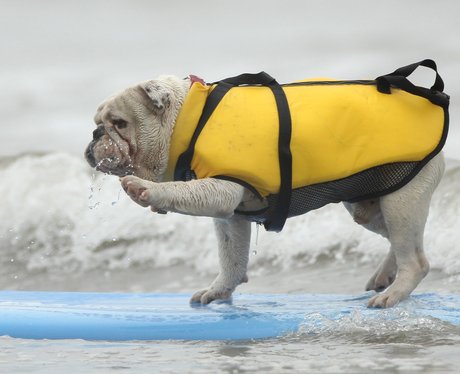 surfing dogs