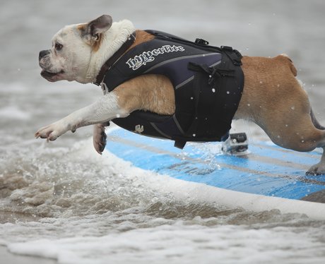 surfing dogs