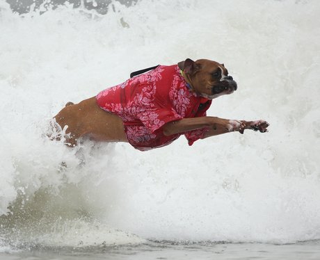 surfing dogs
