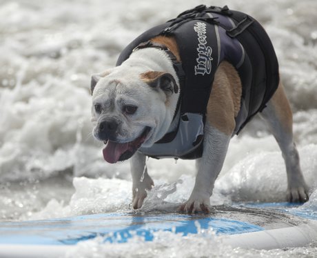 surfing dogs