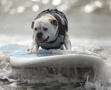 surfing dogs