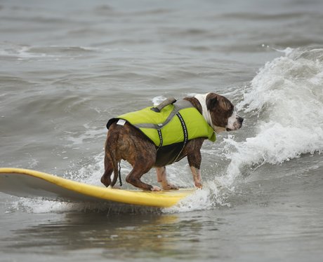 surfing dogs