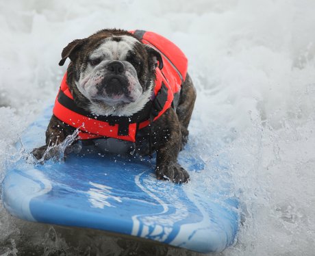 surfing dogs