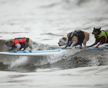 surfing dogs