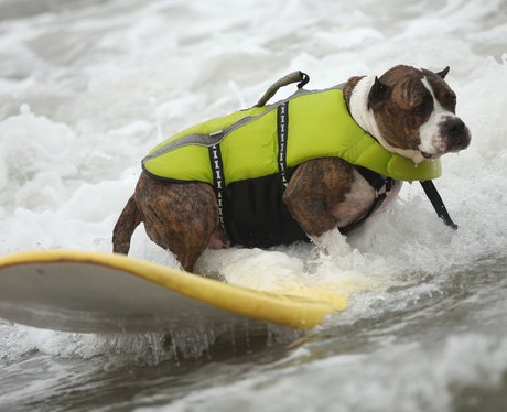 surfing dogs