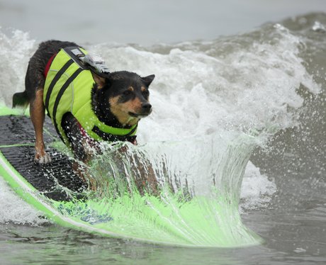 surfing dogs