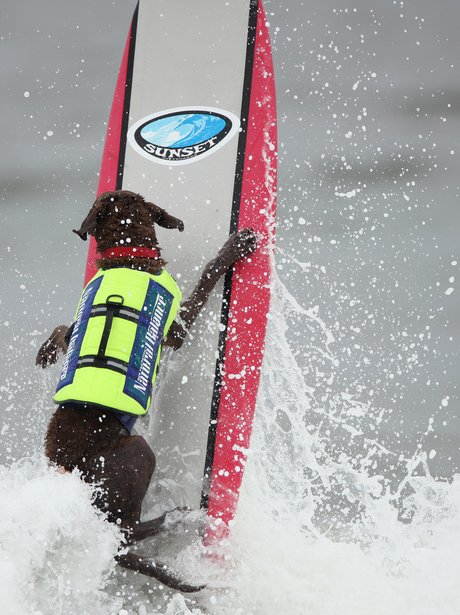 surfing dogs
