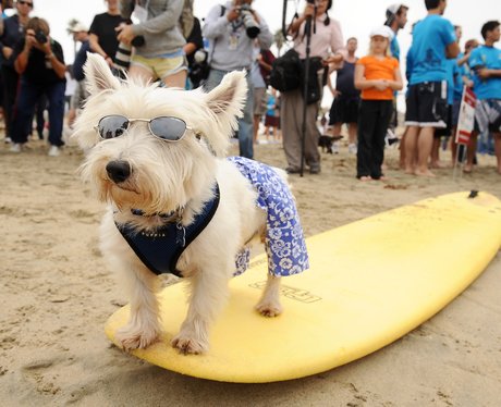 surfing dogs